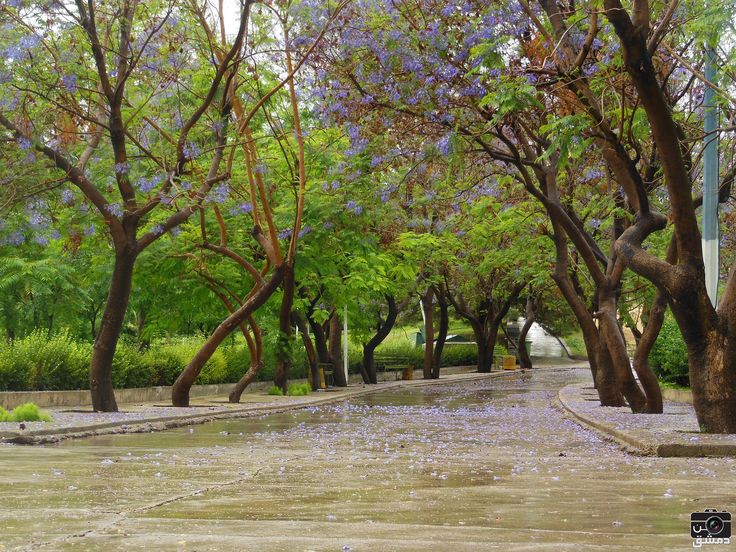 حديقة تشرين.. واحة السكينة وقلب دمشق الأخضر